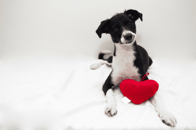 cuáles son los síntomas de un corazón agrandado en un perro