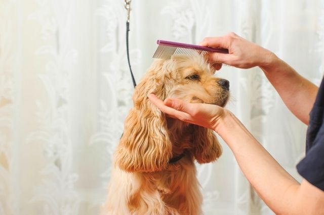 Cortarle el pelo al perro en verano, ¿si o no?