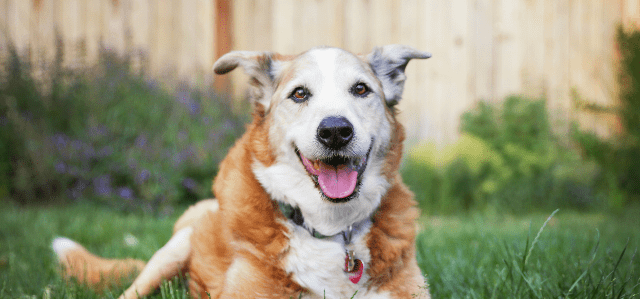 Disfunción cognitiva en perros; la demencia senil canina