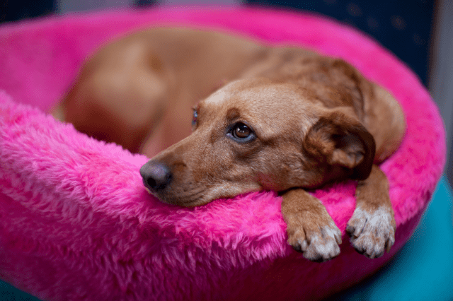 Muñecos para cheap perros en celo