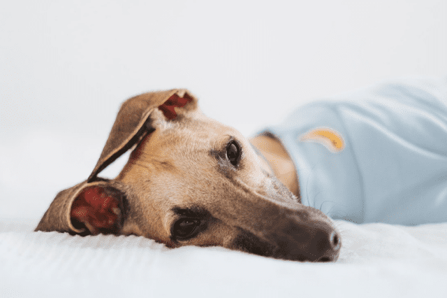 Hernia discal en perros, síntomas y tratamiento recomendado