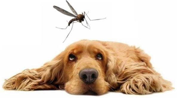 como alejar a los mosquitos de los perros