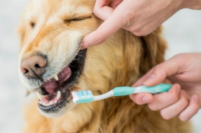 La importancia de una correcta limpieza dental en perros