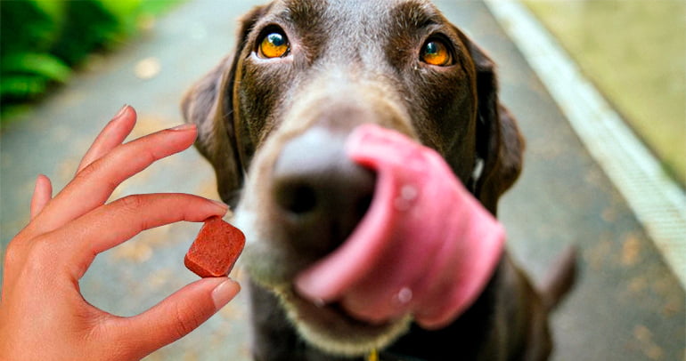 TIPOS DE ANTIPARASITARIOS EXTERNOS, ¿CUÁL ES EL MEJOR PARA MI 🐶?