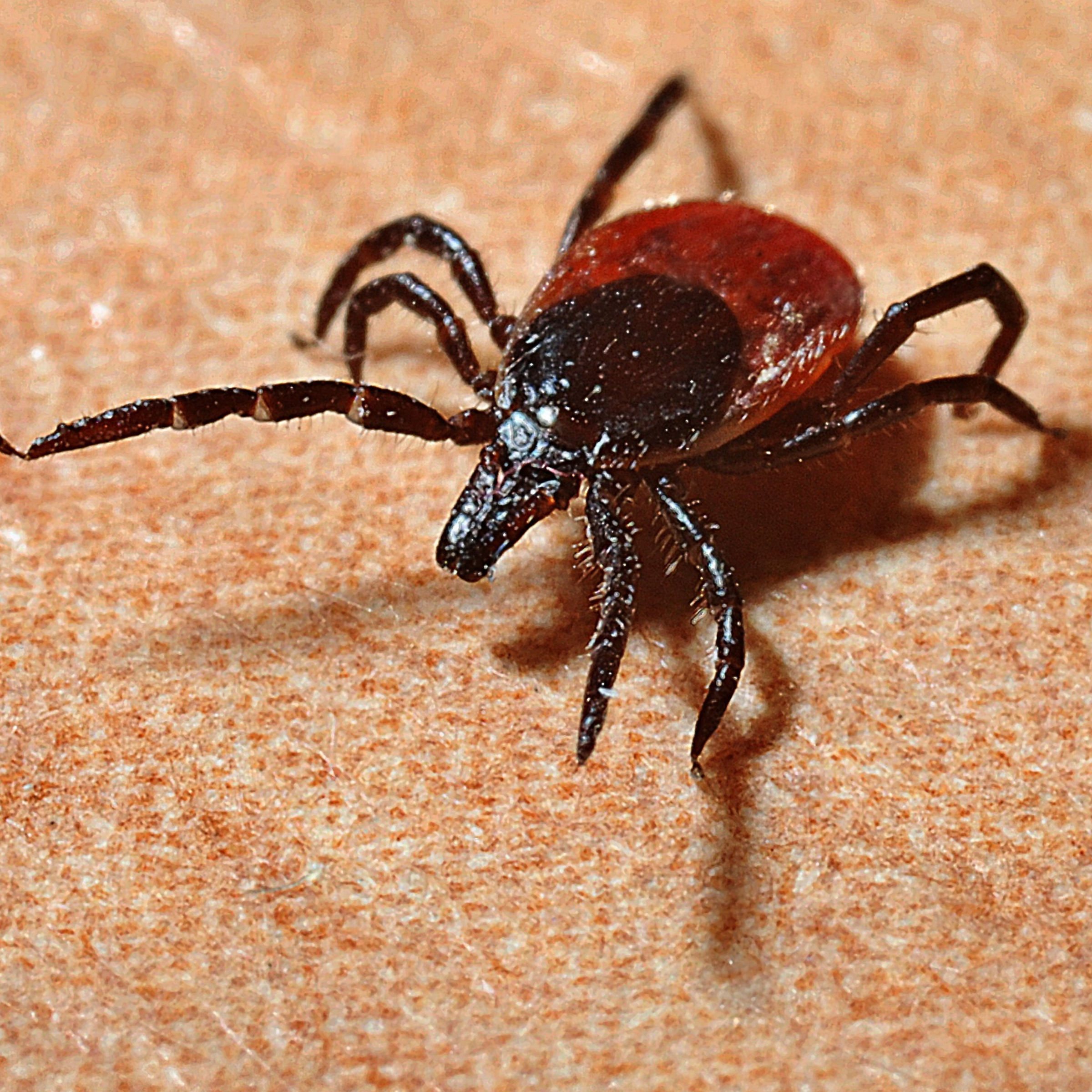 ANTIPARASITARIO PERRO