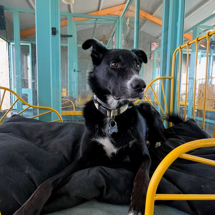 Habitaciones de Perro