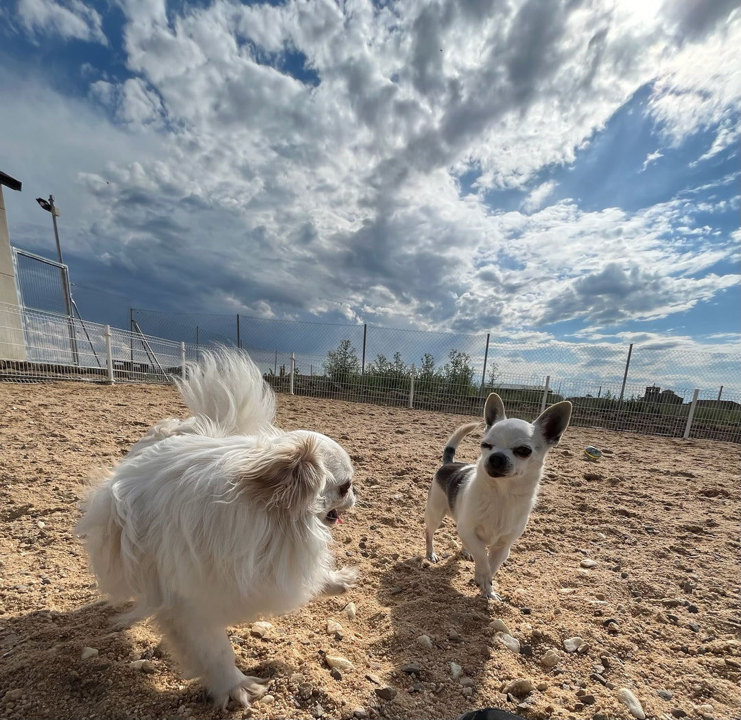Habitaciones de Perro