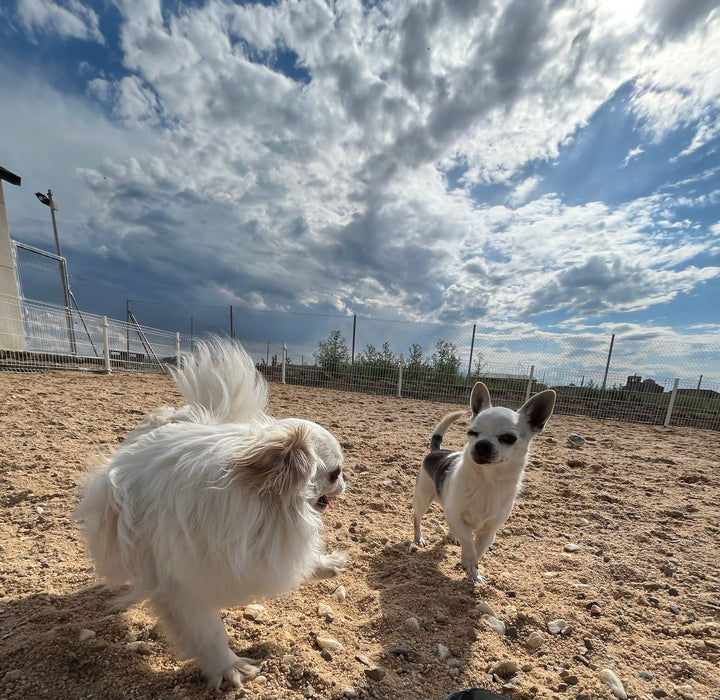 Habitaciones de Perro