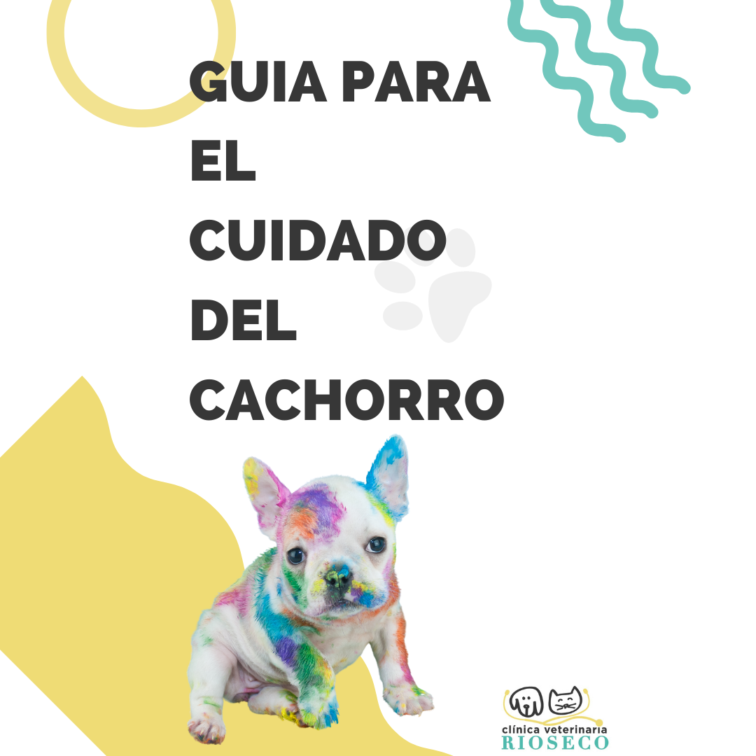 GUIA GRATUITA CUIDADO DEL CACHORRO