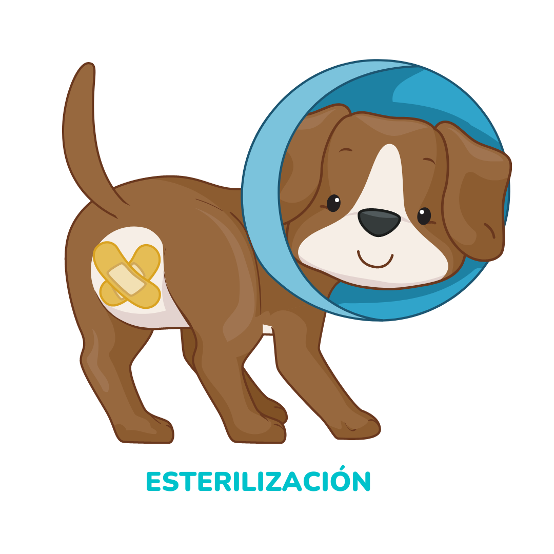 ESTERILIZACIÓN