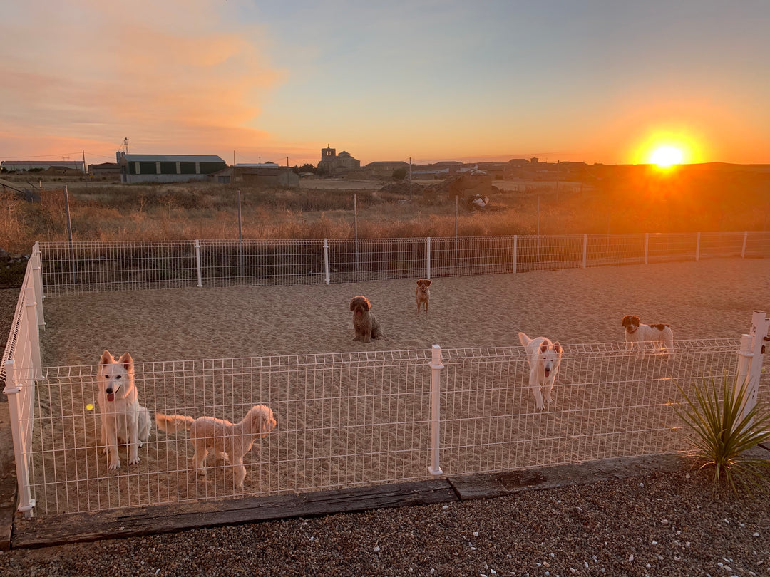 Habitaciones de Perro