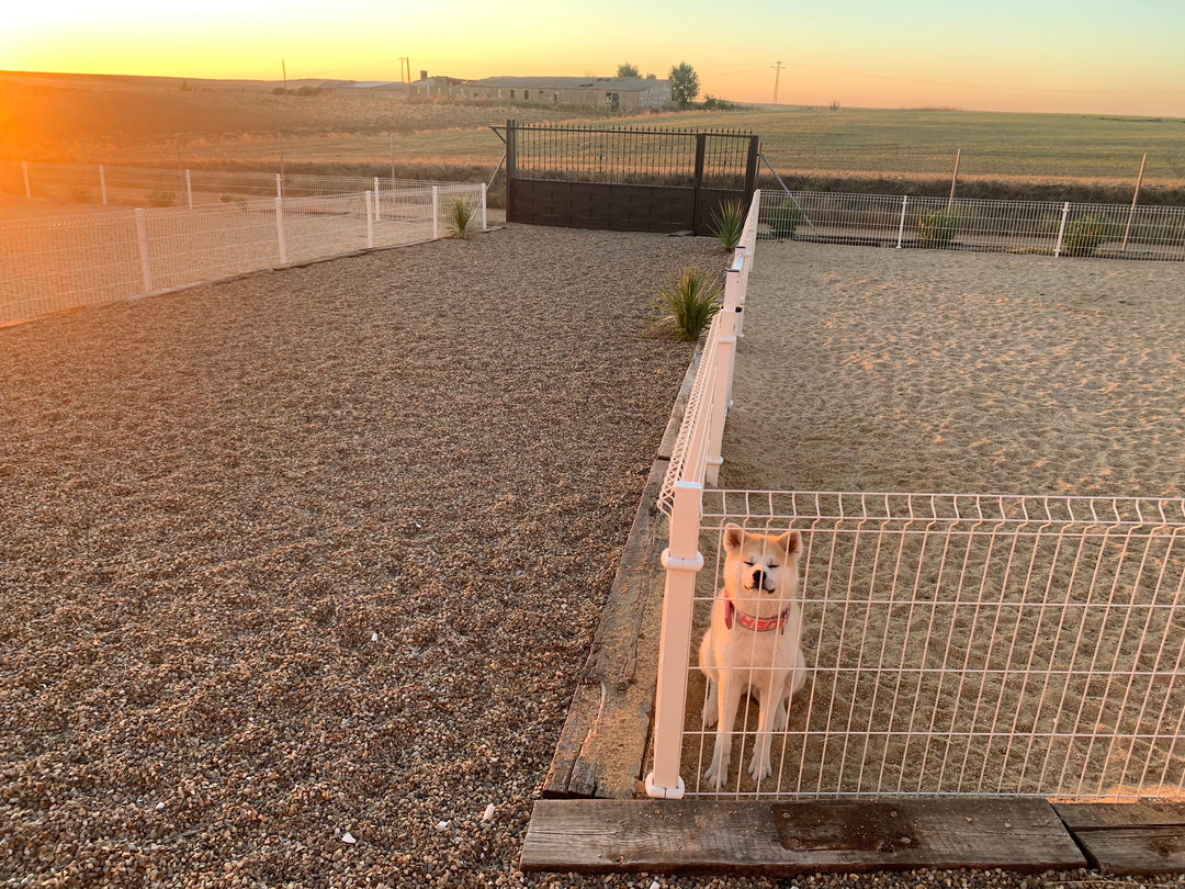 Habitaciones de Perro